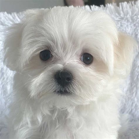 maltese puppies for sale uk.